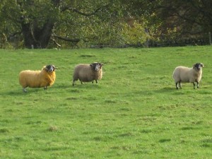Schottland Schafe